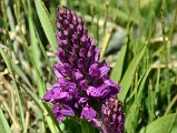 16 Purple Lupine Flower At Kulquin Bulak Camp In Shaksgam Valley On Trek To Gasherbrum North Base Camp In China 